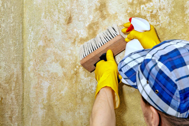 Best Attic Mold Removal  in Greentown, IN